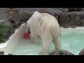 浮き玉ポーンとデナリ~polar bear is playing with the float ball