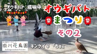 オウギバトが威嚇してる間にみんなでごはん【掛川花鳥園公式】