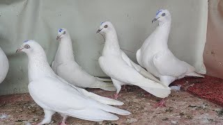 Top Quality Kalmove,Khaure,Hare,Safed Kalchoche@Sayyed Pigeon Loft:7021412370