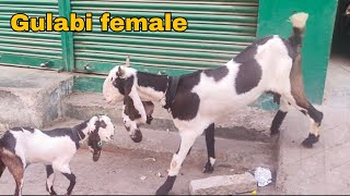 Yah ek Badi Hyderabadi Bakri haib white eyes female available