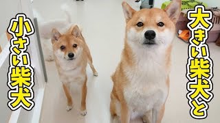 大きい柴犬と、小さい柴犬 【ひみつきちなう！①】2019年3月29日