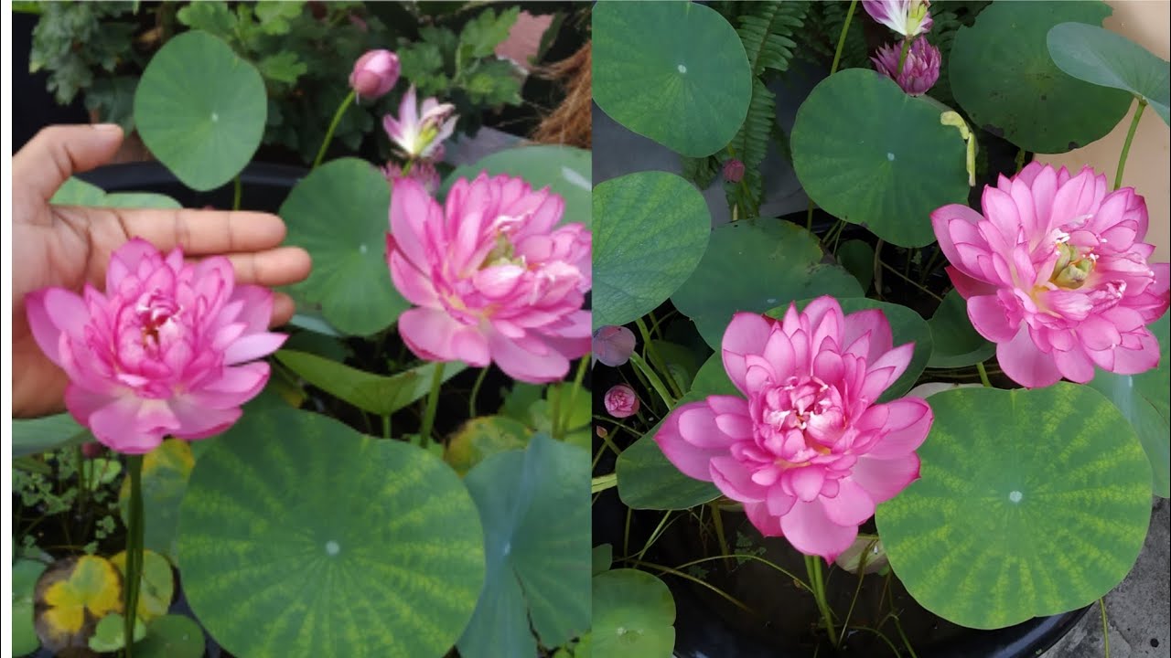 How To Grow Lotus Plant In Small Bowl From Runner | FULL INFORMATION ...