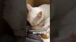 The Best Coincidence For Grieving Cat Mother ❤️#cat #catlover #kitten