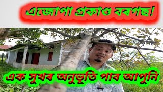 এজোপা প্ৰকাণ্ড বৰগছ।। কি শক্তি আছে গছজোপাত।।