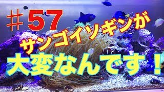 (海水魚水槽)♯57 サンゴイソギンチャクが大変です！！