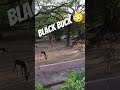 blackbuck black buck deer in india blackbuck deer nature natural zoo india rare amazing