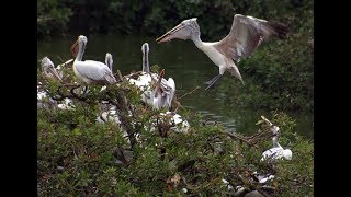 Vedanthangal Bird Sanctuary - A quick tour | வேடந்தாங்கல் பறவைகள் சரணாலயம் | off Season 2018