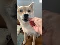 『食べる‼️』って喋る犬が可愛すぎる　 犬　 犬のいる暮らし いぬ おもしろ　 犬のいる生活