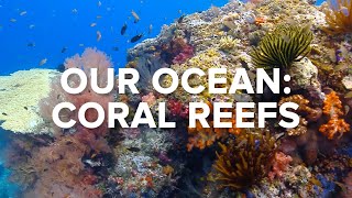 OUR OCEAN: CORAL REEFS - Ocean Conservation #4 | Conservation International Singapore