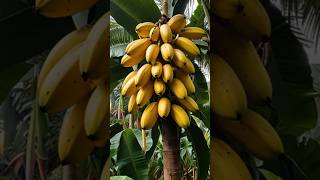 Grow Banana Plant From Banana |#shorts