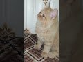 adorable cat moments that will melt your heart ❤️ shorts imjjo6qbqyc