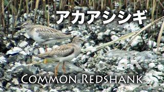 野鳥撮影・ 【野鳥動画】仲良し 2羽のアカアシシギ・東京港野鳥公園・4K