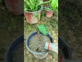 কাটিং গ্ৰো করুন এই নিয়মে দেখুন জবা propagate garden