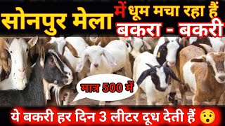 sonpur mela bakri bajar . sonpur mela bakri bazar 2022 .  sonpur mela bakra bazar  sonpur bakri mela