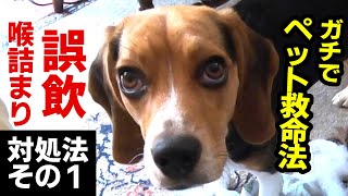 【犬や人の救急法】もしも犬が誤飲・喉を詰まらせた時の対処方法その１