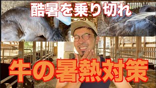 【牛飼養管理】この猛烈な暑さを乗り越えろ‼︎牛の暑熱対策