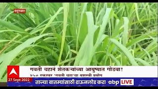 Nandurbar Lemongrass Special Report : पारंपारिक शेती परवडत नसल्याने गवती चहाची शेती