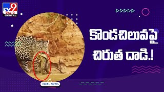 కొండచిలువపై చిరుత దాడి.! - TV9