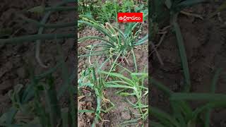 మా పెరట్లో ఉల్లి కాడలు #garden