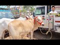 pebbair saturday market oxen prices pebbair bull market pebbair santha bulls videos ox videos oxen