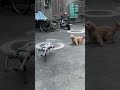 robotic quadruped interaction with real dog 仿生四足机器人与真实狗的互动