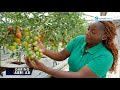 Meet the Kenyan farmer excelling in Australia's agriculture sector through modern technology