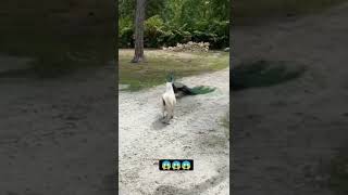 Peacocks vs Goat Fight