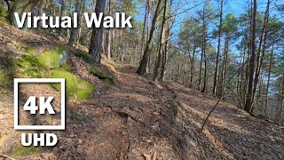 Virtual Walk Forest Hike | 4K UHD Stereo Audio | no Music | 24