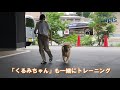 ゴールデンレトリバー／やまと・くるみの「散歩訓練」・ 寿里苑ラピス （博光福祉会）