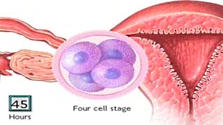 How The Embryo Develops After Fertilisation - Human Development Animation - Zygote Cell Division Vid