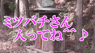 日本みつばち 4 巣箱 ハイブリッド巣箱