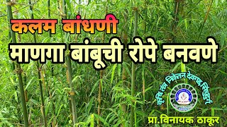 माणगा बांबू रोपे तयार करण्याचे नर्सरी प्रशिक्षण Managa bamboo plants production course Narur Kudal