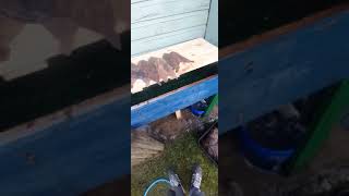 video 4/6 first days catch bumper haul. Soles,plaice, flounders