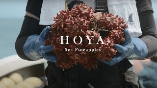 【FULL】宮城・三陸産ほや スペシャルムービー「無限の可能性」 / Hoya - Sea Pineapples - \