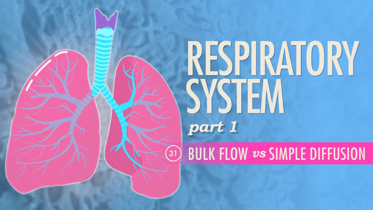 Respiratory System, Part 1: Crash Course A&P #31 - YouTube