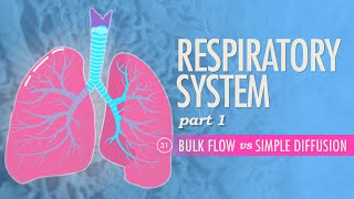 Respiratory System, Part 1: Crash Course Anatomy & Physiology #31