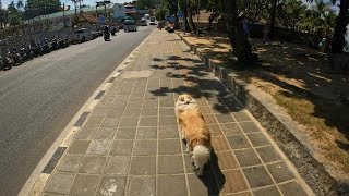 ALFIE THE BORDER COLLIE   HAPPY NEW YEAR 2025  -  PHUKET THAILAND