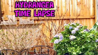 TIME LAPSE OF HYDRANGEA