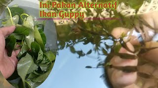 Jangan Khawatir Jika Pakan Guppy Habis, Ini Pakan Alternatif Ikan Guppy,