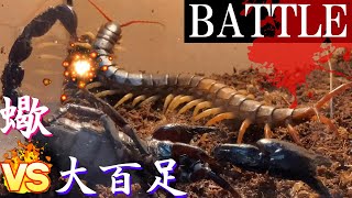 【閲覧注意】ベトナムオオムカデ ＶＳ チャグロサソリ　毒虫同士の壮絶な昆虫バトル：負けたほうが餌になる食物連鎖のサバイバル＜⁂Battle of insects for survival⁂＞