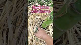 ปลูกไผ่ซางหม่นต้นหนาว #ไผ่ซางหม่น #bamboo #ปลูกไผ่ #สวนไผ่ลุงยศ