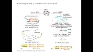 L18v03 pcr