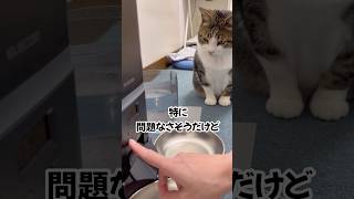 「自動給餌器が壊れてる」と知らせに来る猫w#shorts #猫 #cat