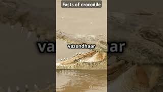 Top 5 facts of crocodile#interestingfacts #shortsvideo#