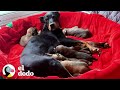 Perrita mamá gruñona y sus 7 bebés vivían en una campaña, hasta que... |  ¡Adóptame! | El Dodo