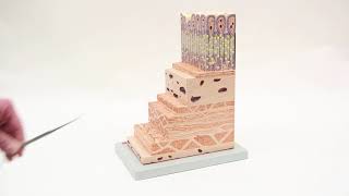 Stomach Wall Model