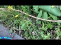 verbena bonariensis how to maintain u0026 wildlife tips