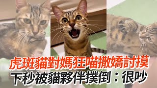 虎斑貓對媽狂喵撒嬌討摸　下秒被貓夥伴撲倒：很吵｜寵物動物｜貓咪｜黏人｜親人｜精選影片