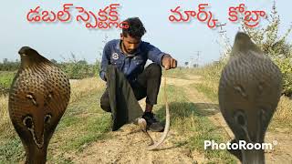 double- spectacled or two spectacled mark cobra