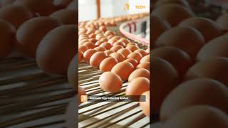 150,000 laying hens/chicken house | H-type layer cage poultry farm management - RETECH Farming